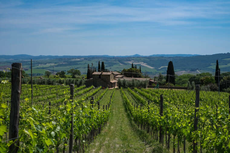Brunello di Montalcino Tour and Pienza
